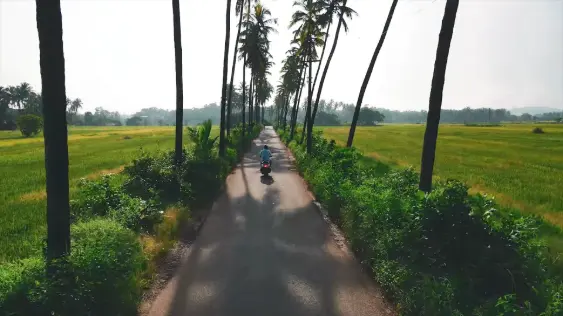 Parra Coconut Tree Road